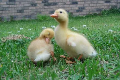 Enten