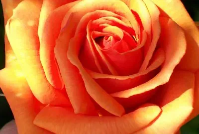 Una rosa arancione