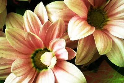 Chrysanthemum jigsaw puzzle