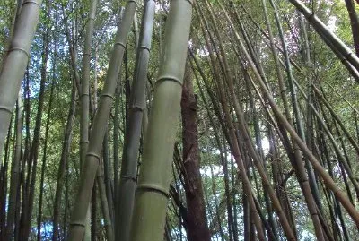 タケ植物