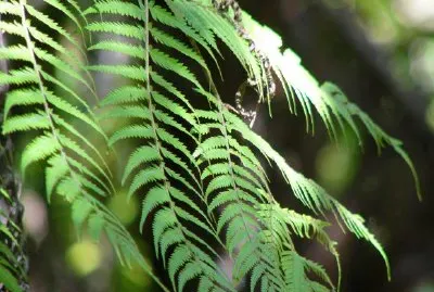 Foliage jigsaw puzzle