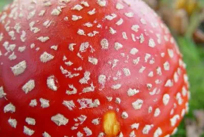 Mushroom jigsaw puzzle