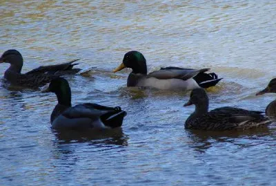 Enten