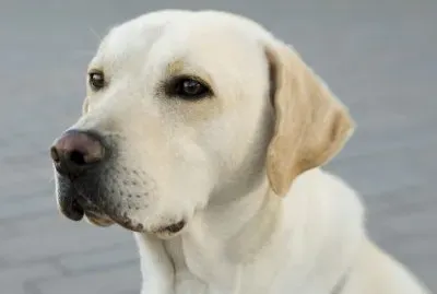 Labrador jigsaw puzzle