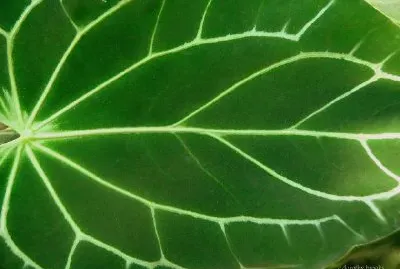 Green Leaf jigsaw puzzle