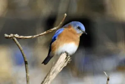 藍鳥