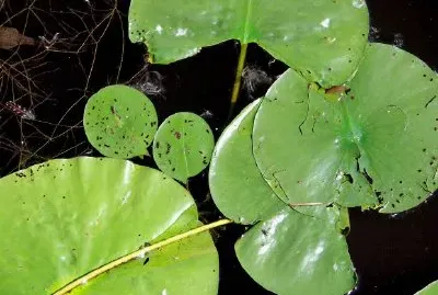 Lilypads jigsaw puzzle