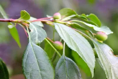Leaves jigsaw puzzle