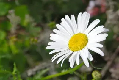 A Daisy jigsaw puzzle