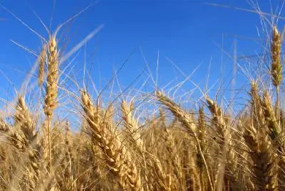 Weizen