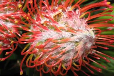 פאזל של פרוטאה אדומה