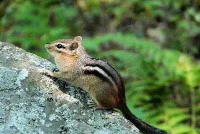 Ardilla