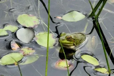 Żaba w jeziorze