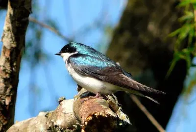 A Bird jigsaw puzzle