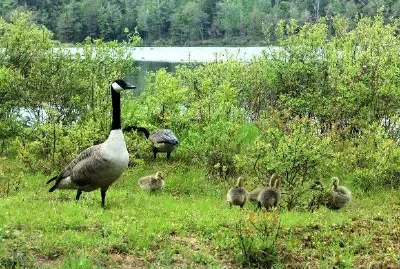 Geese jigsaw puzzle