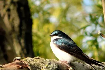 A Bird jigsaw puzzle
