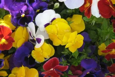 カラフルな花