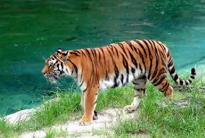 Тигър край водата