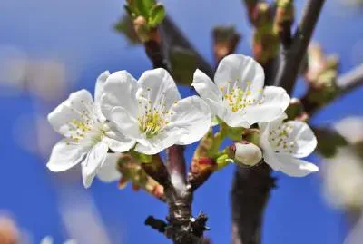Cherry Blossom jigsaw puzzle