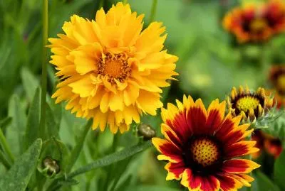 Flowers jigsaw puzzle