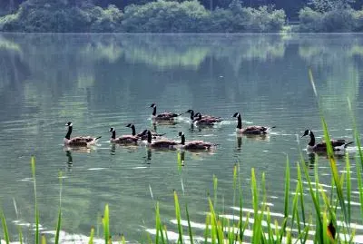 Geese jigsaw puzzle