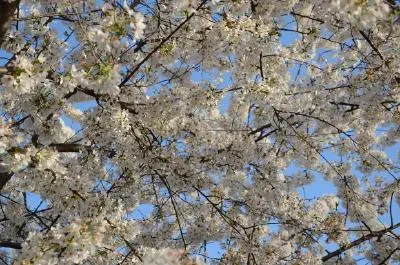 Spring Blossom jigsaw puzzle
