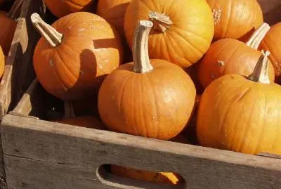 Pumpkins jigsaw puzzle