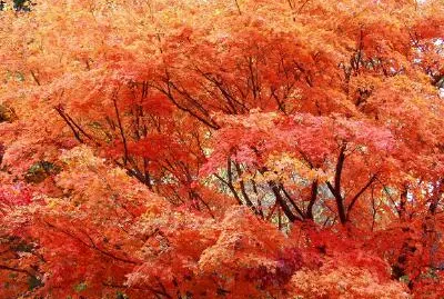 Autumn leaves jigsaw puzzle