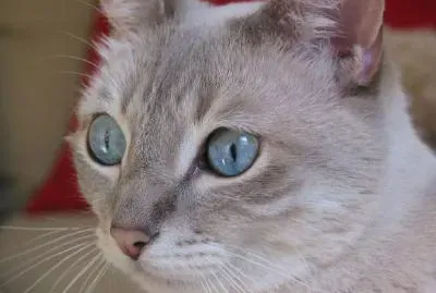 A Blue Eyed Cat jigsaw puzzle