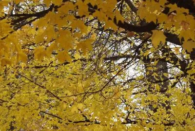Yellow Leaves jigsaw puzzle