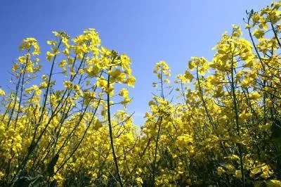 Monoculture jigsaw puzzle