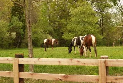 Three Horses jigsaw puzzle