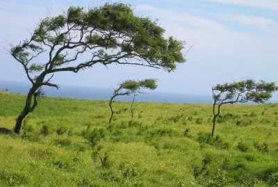 Дървета във вятъра