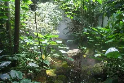 Tropical Forest jigsaw puzzle