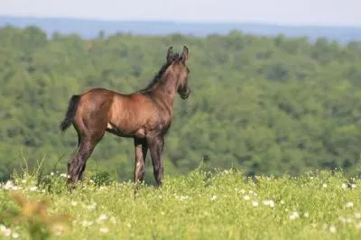 A Pony jigsaw puzzle