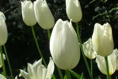 White Tulips jigsaw puzzle