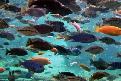 Fish jigsaw puzzle