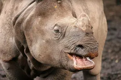 Rhinoceros jigsaw puzzle