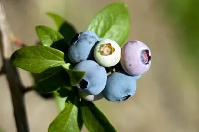 Blueberries jigsaw puzzle
