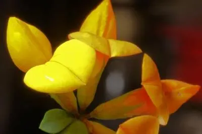  Birds-foot Trefoil  jigsaw puzzle