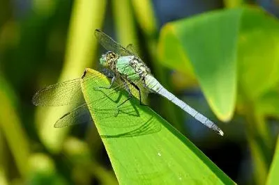 Dragonfly on a leaf jigsaw puzzle