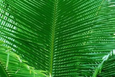 Palms jigsaw puzzle