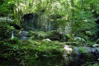 Cascade dans la forêt