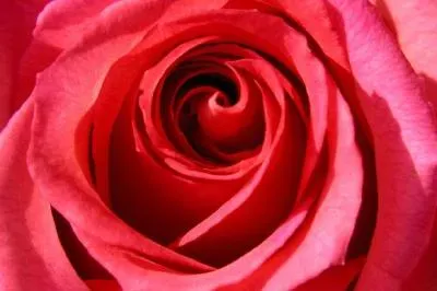 Rosa rossa