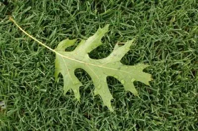 Green leaf jigsaw puzzle