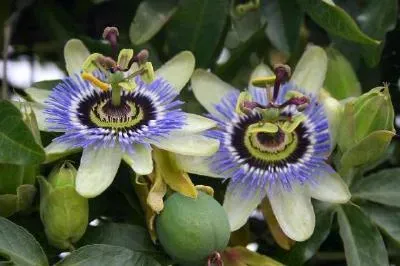 Passiflora Coerulea jigsaw puzzle