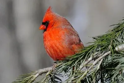 Cardinal bird jigsaw puzzle