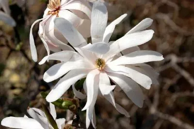 White flower jigsaw puzzle