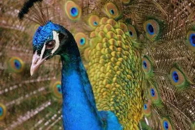 Peacock jigsaw puzzle