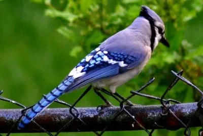 Blue Jay Bird jigsaw puzzle